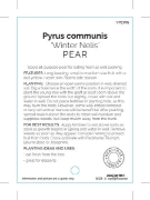 Picture of FRUIT PEAR WINTER NELIS (HERITAGE)                                                                                                                    