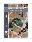 Picture of FRUIT JABOTICABA (Myrciaria cauliflora)                                                                                                               