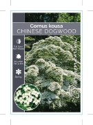 Picture of CORNUS KOUSA VAR CHINENSIS CHINESE DOGWOOD                                                                                                            