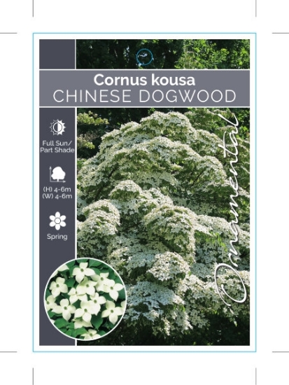 Picture of CORNUS KOUSA VAR CHINENSIS CHINESE DOGWOOD                                                                                                            