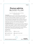 Picture of FRUIT PLUM BLOOD RED FLESH (UNNAMED VARIETY)                                                                                                          
