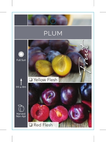 Picture of FRUIT PLUM YELLOW OR RED FLESH (UNNAMED VARIETY)                                                                                                      