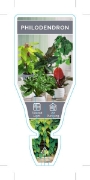 Picture of HOUSEPLANT PHILODENDRON - MIXED PICTURE (UNNAMED VARIETY)                                                                                             