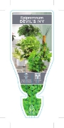 Picture of HOUSEPLANT EPIPREMNUM DEVILS IVY                                                                                                                      