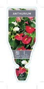 Picture of HOUSEPLANT ANTHURIUM ANDREANUM                                                                                                                        