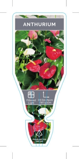 Picture of HOUSEPLANT ANTHURIUM ANDREANUM                                                                                                                        