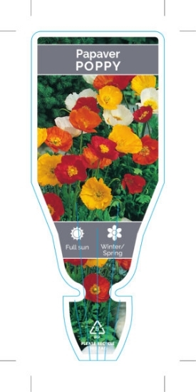 Picture of ANNUAL POPPY MIXED PICTURE (Papaver Sp.)                                                                                                              