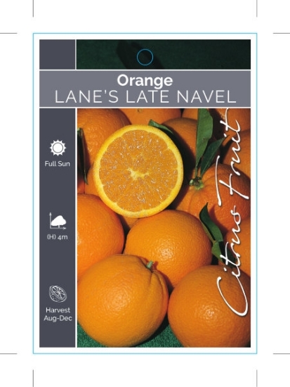 Picture of FRUIT CITRUS ORANGE LANES LATE NAVEL                                                                                                                  