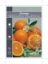 Picture of FRUIT CITRUS ORANGE SEEDLESS VALENCIA                                                                                                                 