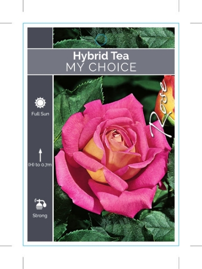 Picture of ROSE MY CHOICE (HT)                                                                                                                                   