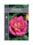 Picture of ROSE MY CHOICE (HT)                                                                                                                                   