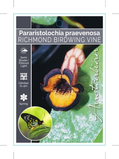 Picture of PARARISTOLOCHIA PRAEVENOSA RICHMOND BIRDWING                                                                                                          