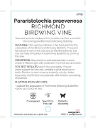 Picture of PARARISTOLOCHIA PRAEVENOSA RICHMOND BIRDWING                                                                                                          