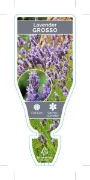 Picture of LAVANDULA INTERMEDIA GROSSO LAVENDER                                                                                                                  