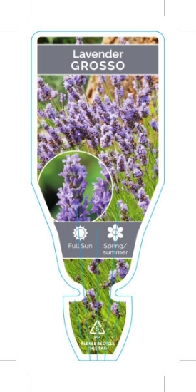 Picture of LAVANDULA INTERMEDIA GROSSO LAVENDER                                                                                                                  