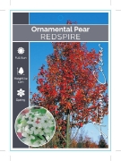 Picture of PYRUS CALLERYANA REDSPIRE ORNAMENTAL PEAR Jumbo Tag                                                                                                   