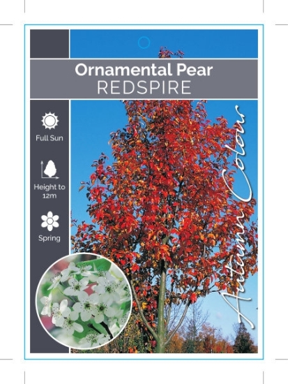 Picture of PYRUS CALLERYANA REDSPIRE ORNAMENTAL PEAR Jumbo Tag                                                                                                   