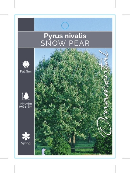 Picture of PYRUS NIVALIS SNOW PEAR                                                                                                                               