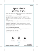 Picture of PYRUS NIVALIS SNOW PEAR                                                                                                                               