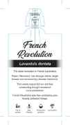 Picture of LAVENDER FRENCH REVOLUTION (Lavandula dentata)                                                                                                        
