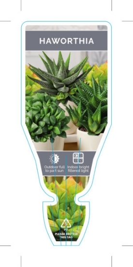 Picture of SUCCULENT HAWORTHIA (Mixed Picture)                                                                                                                   