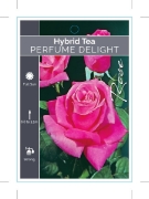 Picture of ROSE PERFUME DELIGHT (HT)                                                                                                                             