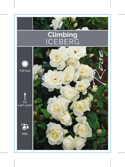 Picture of ROSE ICEBERG CLIMBING                                                                                                                                 