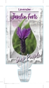 Picture of LAVENDER JAVELIN FORTE DEEP PURPLE (Lavandula pedunculata)                                                                                            