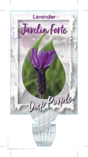 Picture of LAVENDER JAVELIN FORTE DEEP PURPLE (Lavandula pedunculata)                                                                                            