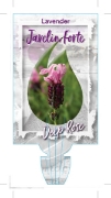 Picture of LAVENDER JAVELIN FORTE DEEP ROSE (Lavandula pedunculata)                                                                                              