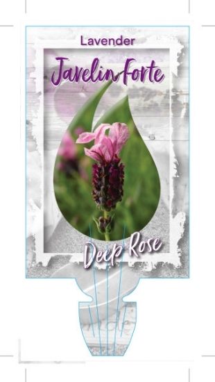 Picture of LAVENDER JAVELIN FORTE DEEP ROSE (Lavandula pedunculata)                                                                                              