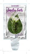 Picture of LAVENDER JAVELIN FORTE WHITE LAVENDER (Lavandula pedunculata)                                                                                         