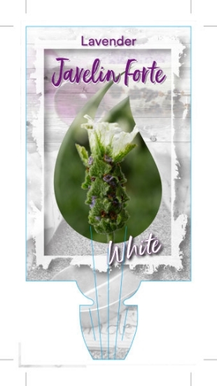 Picture of LAVENDER JAVELIN FORTE WHITE LAVENDER (Lavandula pedunculata)                                                                                         