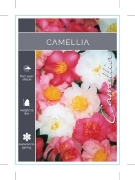 Picture of CAMELLIA - MIXED PICTURE (UNNAMED VARIETY)                                                                                                            