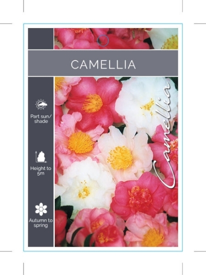 Picture of CAMELLIA - MIXED PICTURE (UNNAMED VARIETY)                                                                                                            