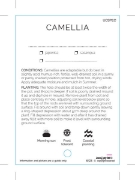 Picture of CAMELLIA - MIXED PICTURE (UNNAMED VARIETY)                                                                                                            
