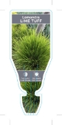 Picture of LOMANDRA LIME TUFF                                                                                                                                    