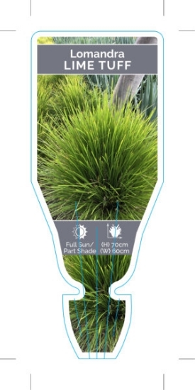 Picture of LOMANDRA LIME TUFF                                                                                                                                    