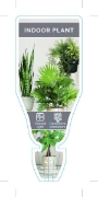 Picture of HOUSEPLANT INDOOR PLANT                                                                                                                               