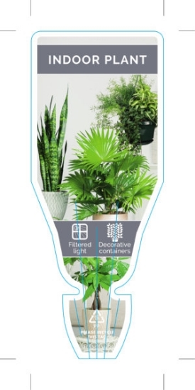 Picture of HOUSEPLANT INDOOR PLANT                                                                                                                               