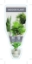 Picture of HOUSEPLANT INDOOR PLANT                                                                                                                               