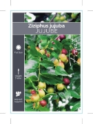 Picture of FRUIT ZIZIPHUS JUJUBA - JUJUBE                                                                                                                        