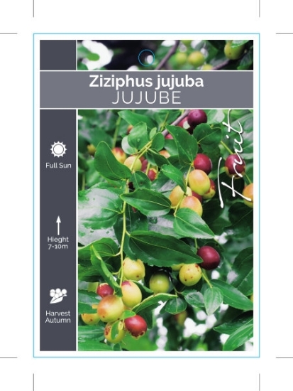 Picture of FRUIT ZIZIPHUS JUJUBA - JUJUBE                                                                                                                        