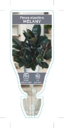 Picture of **HOUSEPLANT FICUS MELANY                                                                                                                             