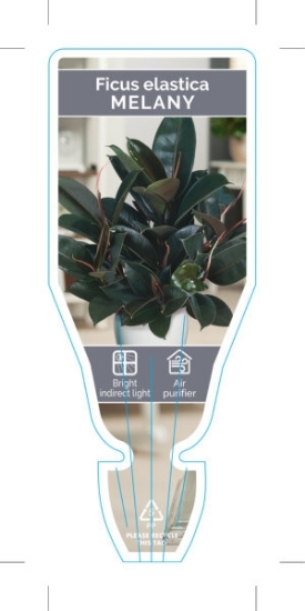 Picture of **HOUSEPLANT FICUS MELANY                                                                                                                             
