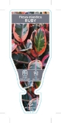 Picture of HOUSEPLANT FICUS RUBY                                                                                                                                 