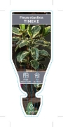 Picture of **HOUSEPLANT FICUS TINEKE                                                                                                                             