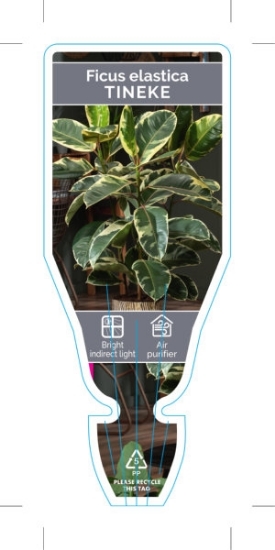 Picture of **HOUSEPLANT FICUS TINEKE                                                                                                                             