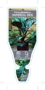 Picture of **HOUSEPLANT PHILODENDRON IMPERIAL RED                                                                                                                