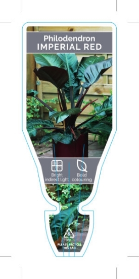 Picture of **HOUSEPLANT PHILODENDRON IMPERIAL RED                                                                                                                